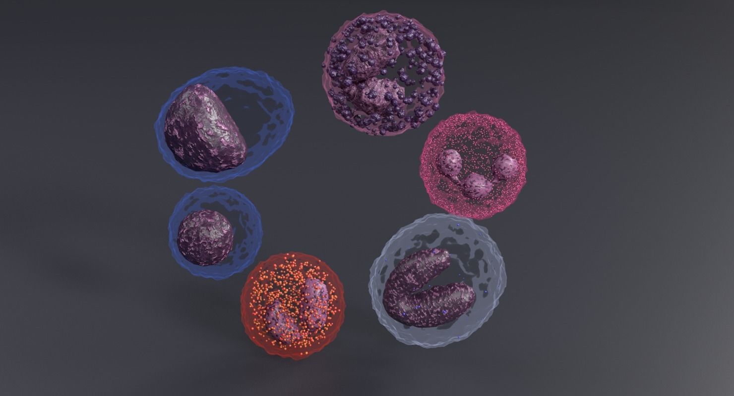 WHITE BLOOD CELLS LEUCOCYTES 3D model_2