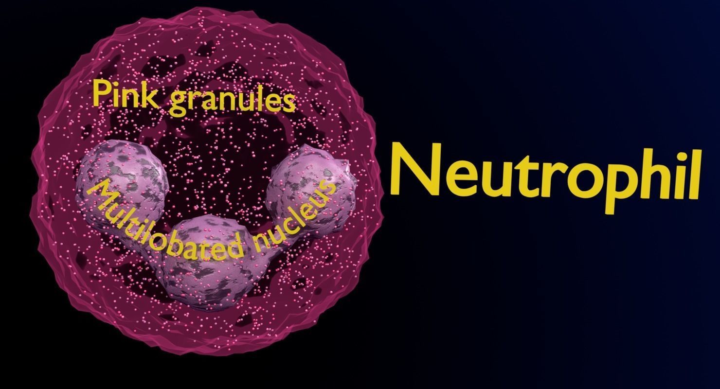 WHITE BLOOD CELLS LEUCOCYTES 3D model_14