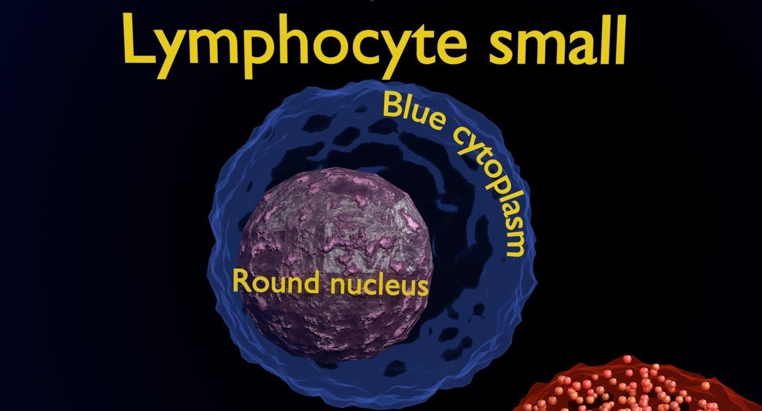 WHITE BLOOD CELLS LEUCOCYTES 3D model_11
