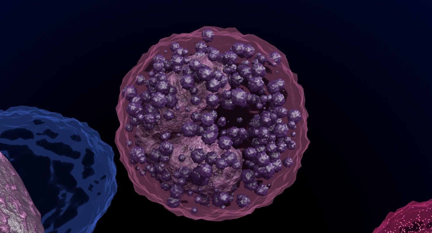 WHITE BLOOD CELLS LEUCOCYTES 3D model_4