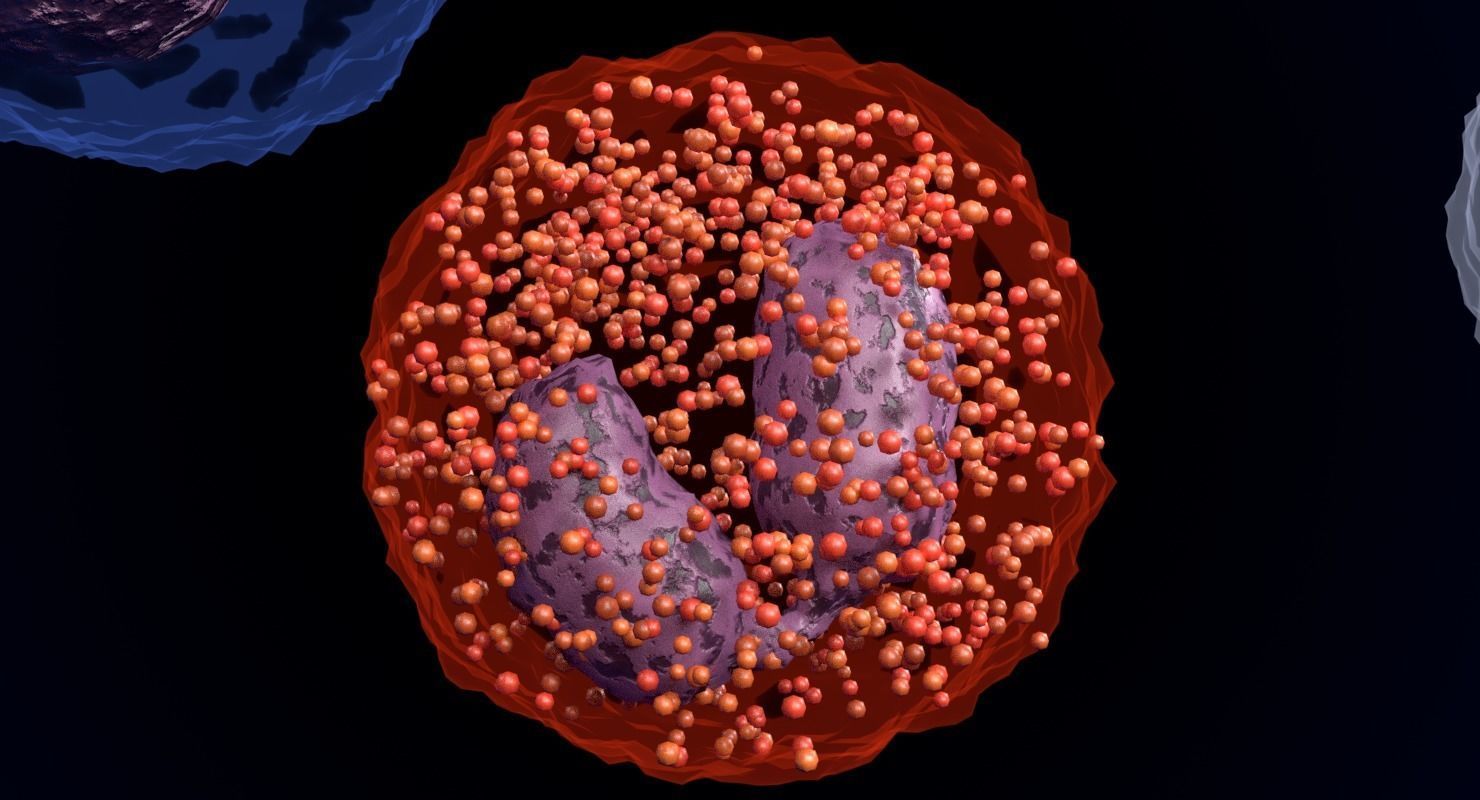 WHITE BLOOD CELLS LEUCOCYTES 3D model_6