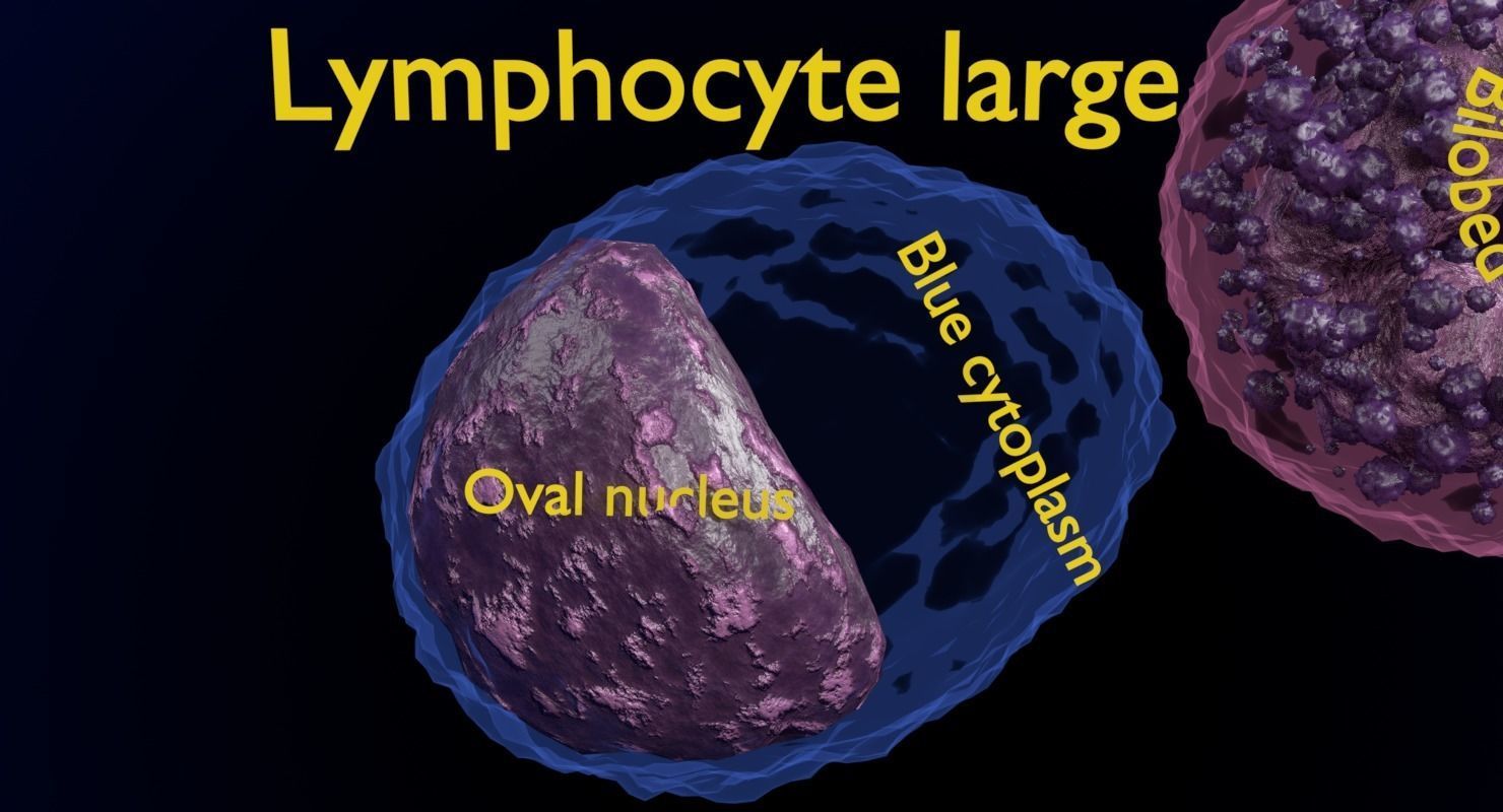 WHITE BLOOD CELLS LEUCOCYTES 3D model_8