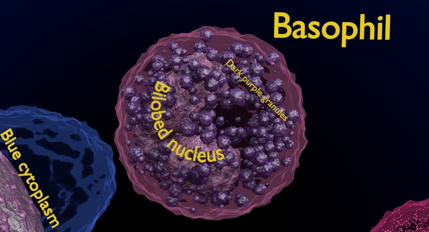 WHITE BLOOD CELLS LEUCOCYTES 3D model_3