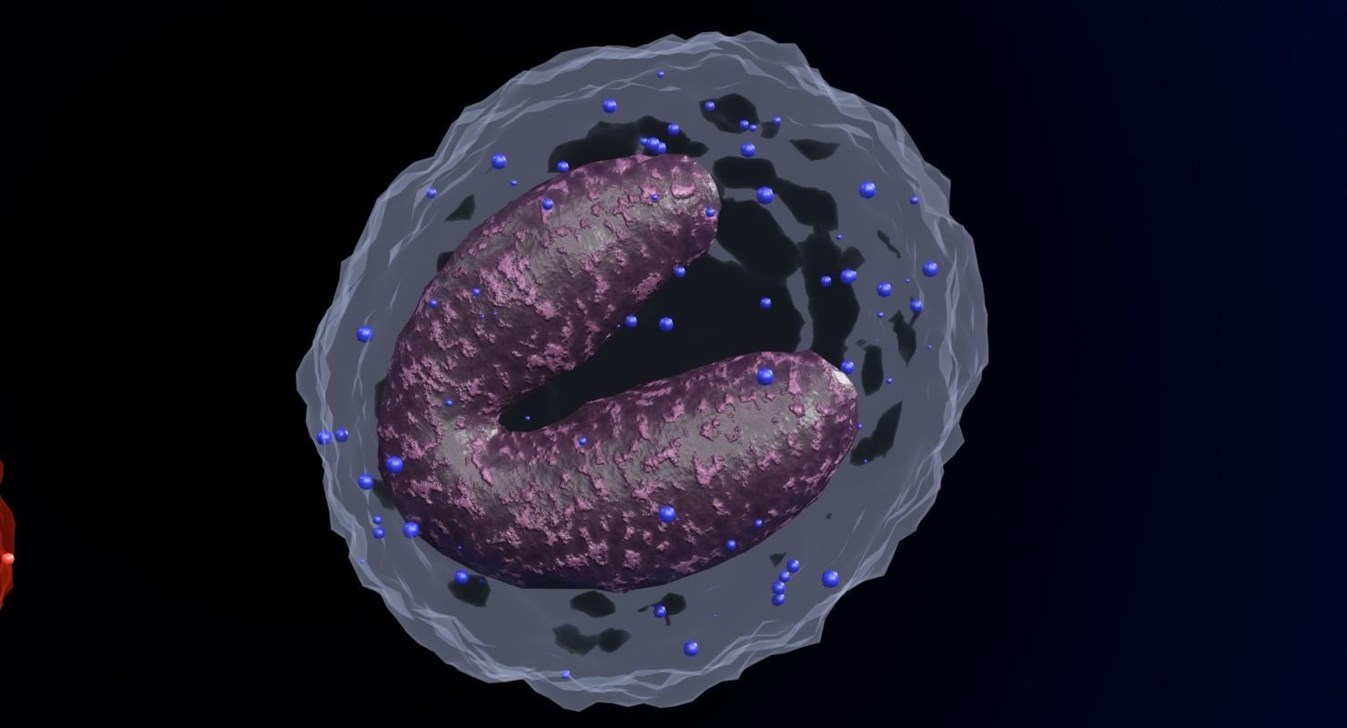 WHITE BLOOD CELLS LEUCOCYTES 3D model_13