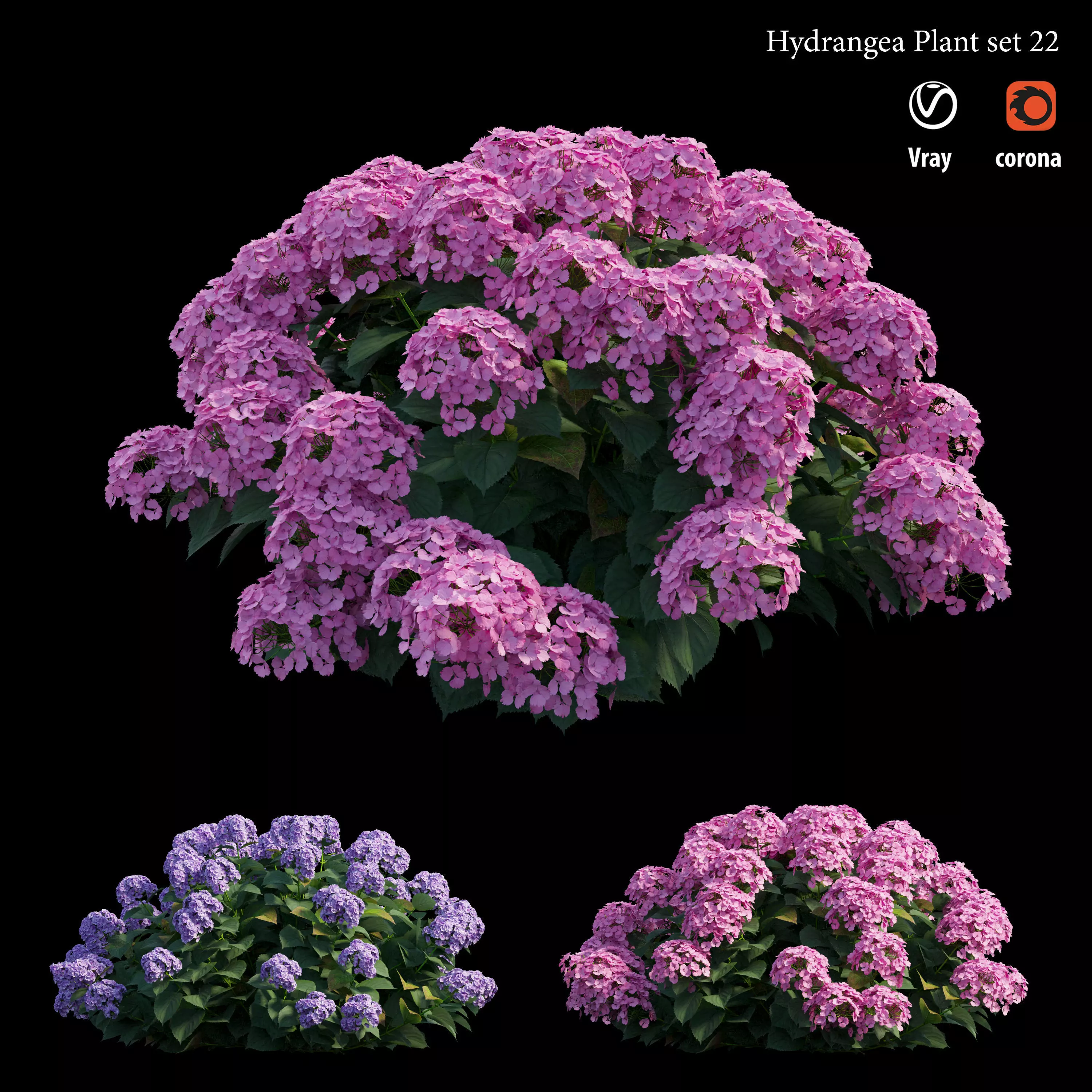 Hydrangea Plant set 22 3D model