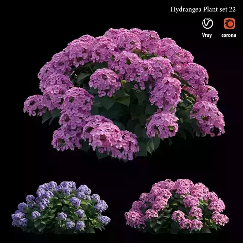Hydrangea Plant set 22 3D model