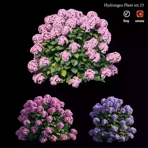 Hydrangea Plant set 23 3D model