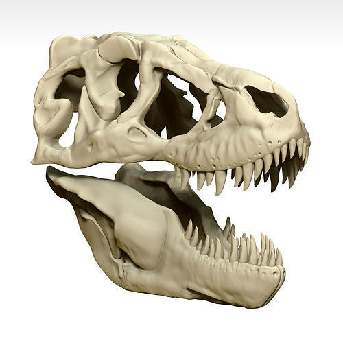 Tarbosaurus Skull Sculpt Project 3D model