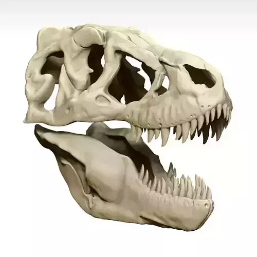 Tarbosaurus Skull Sculpt Project 3D model
