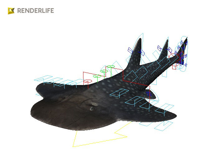 Angel Shark with animation 3D model_8