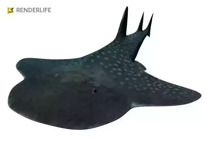 Angel Shark with animation 3D model