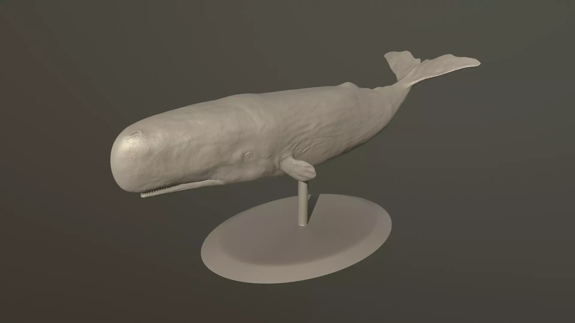 Physeter macrocephalus 3D print model_0