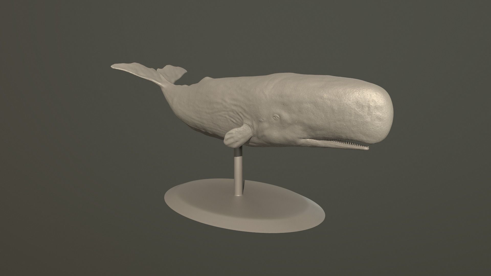 Physeter macrocephalus 3D print model_1