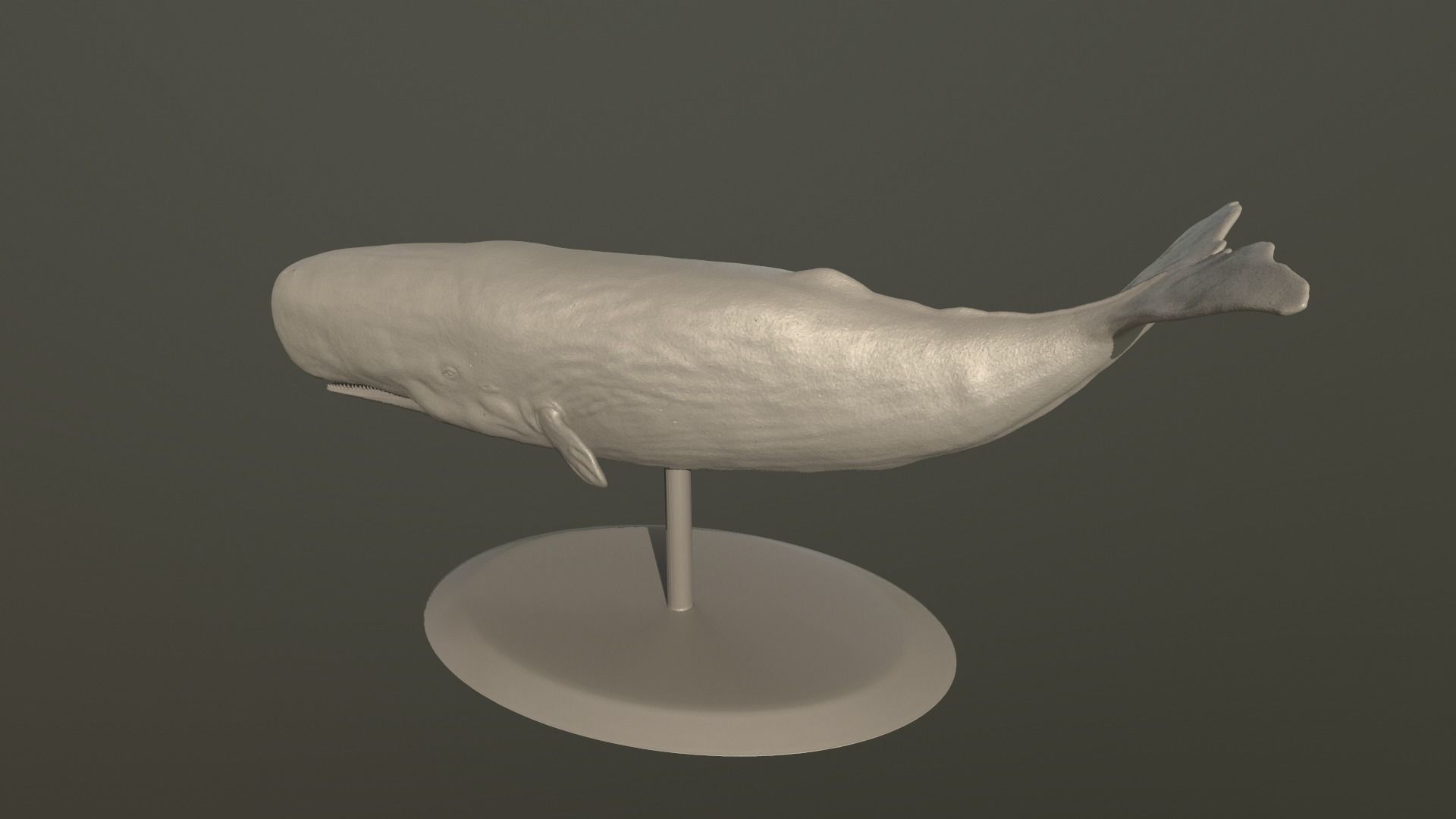 Physeter macrocephalus 3D print model_3