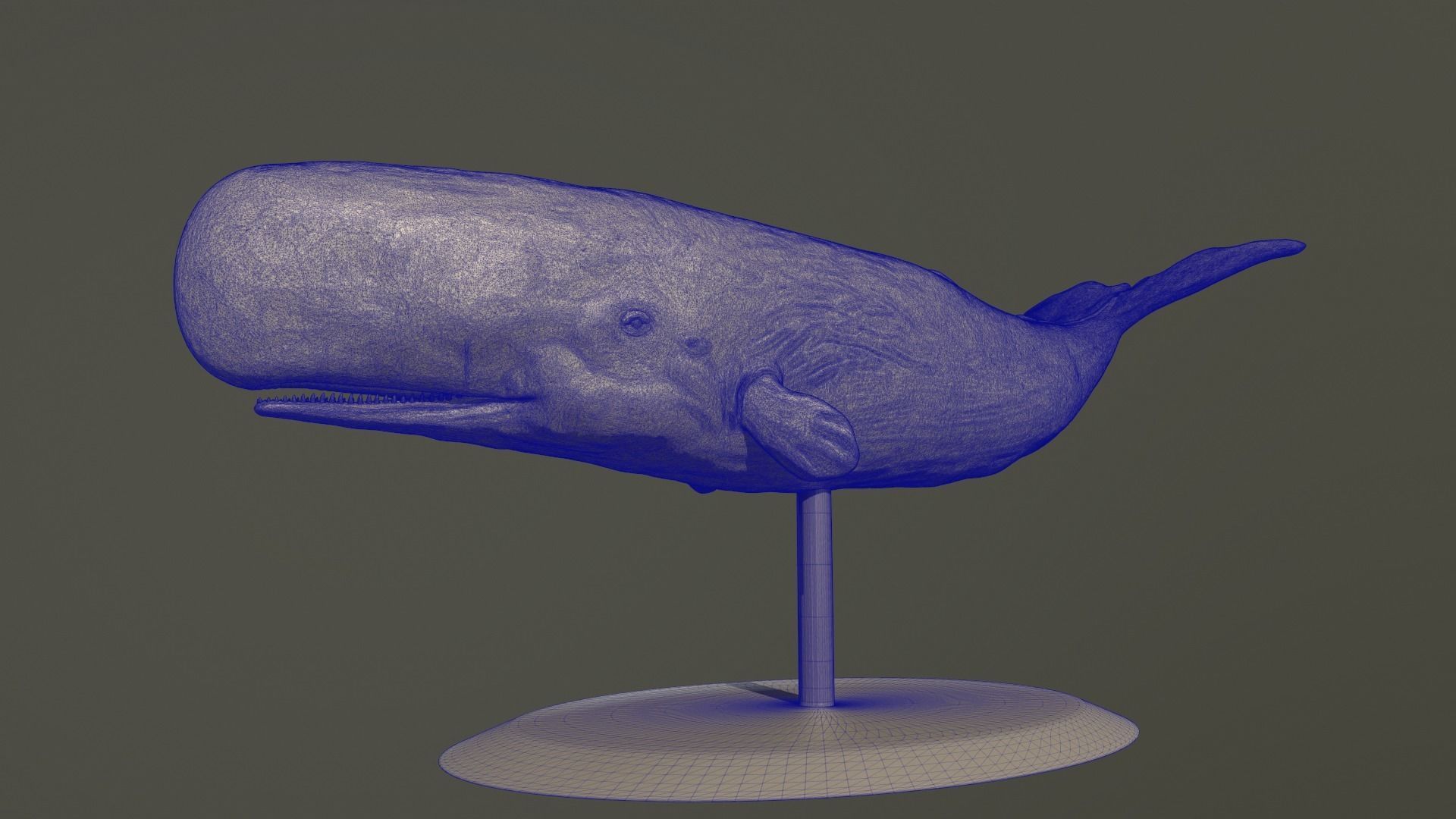 Physeter macrocephalus 3D print model_5