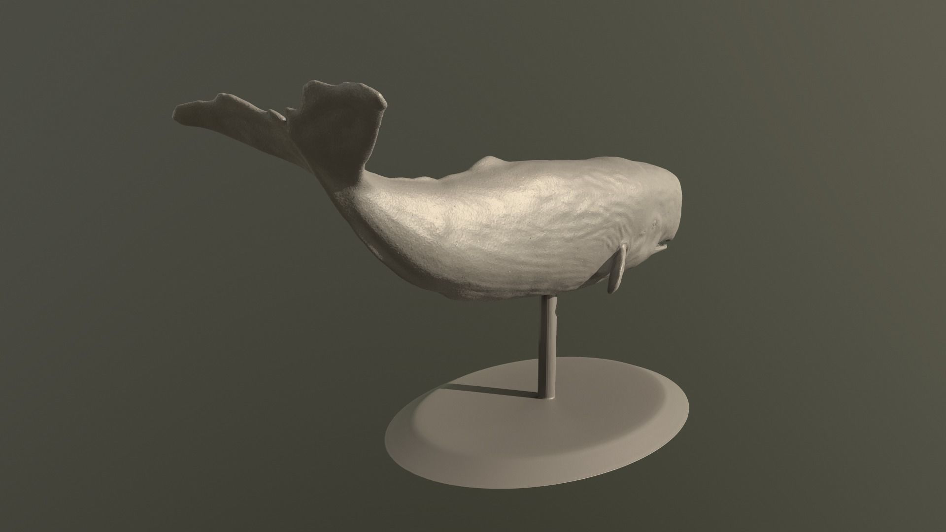 Physeter macrocephalus 3D print model_2