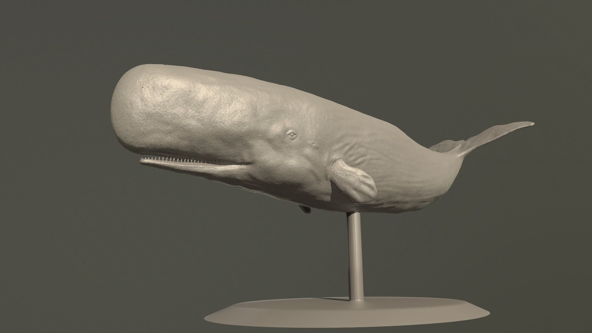 Physeter macrocephalus 3D print model_4