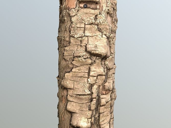 Thin pear tree trunk Low-poly 3D model