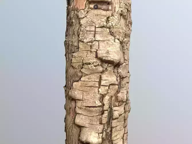 Thin pear tree trunk Low-poly 3D model