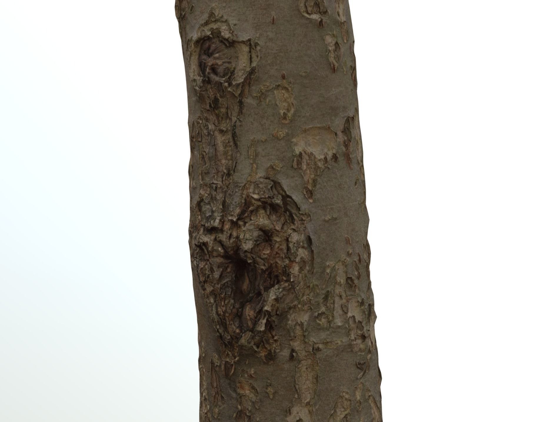 Thin apple tree trunk Low-poly 3D model_10