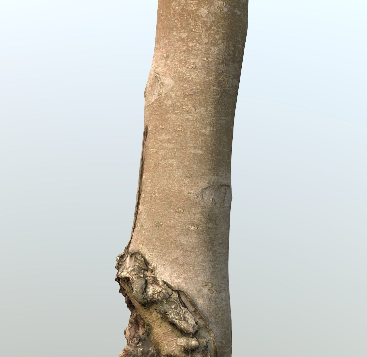 Thin apple tree trunk Low-poly 3D model_2