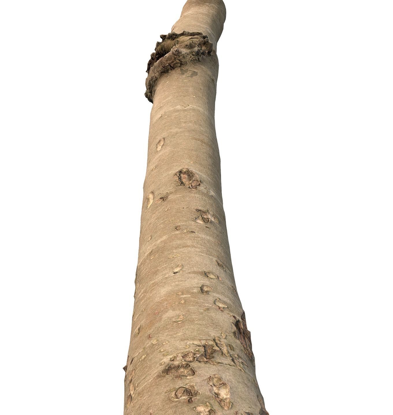 Thin apple tree trunk Low-poly 3D model_9