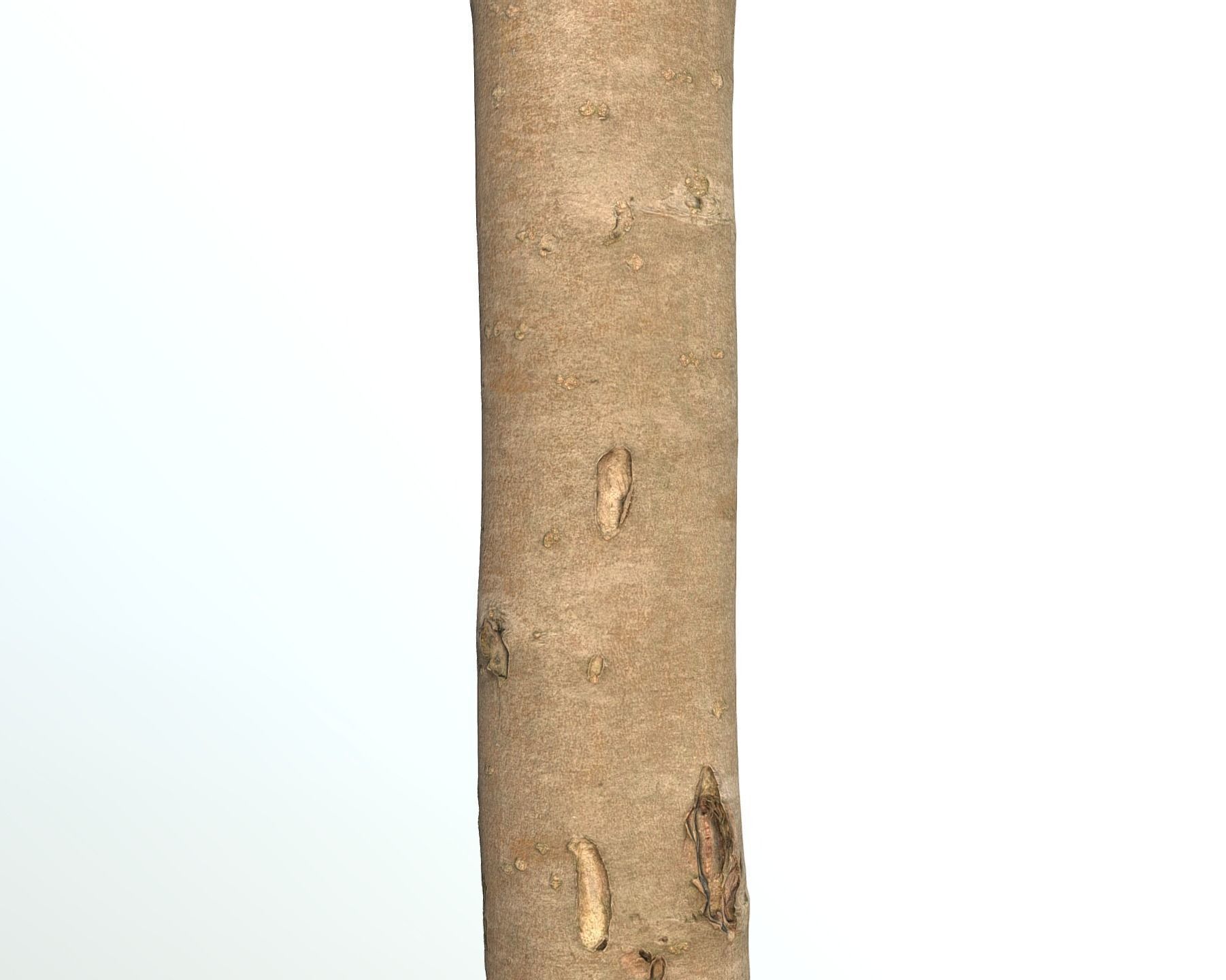 Thin apple tree trunk Low-poly 3D model_1