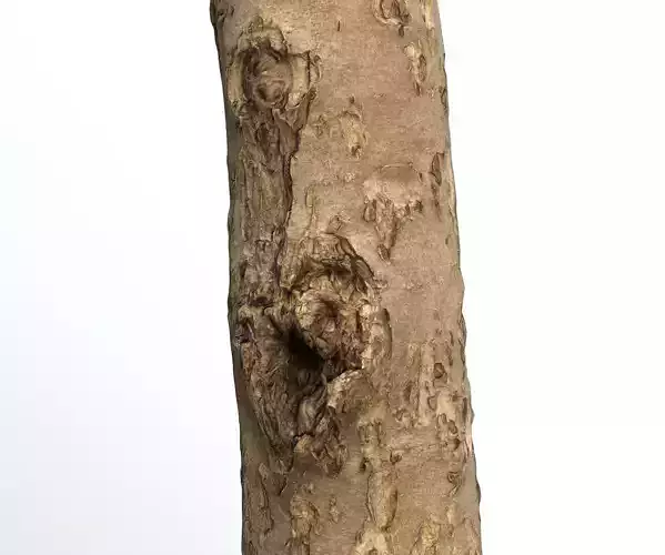 Thin apple tree trunk