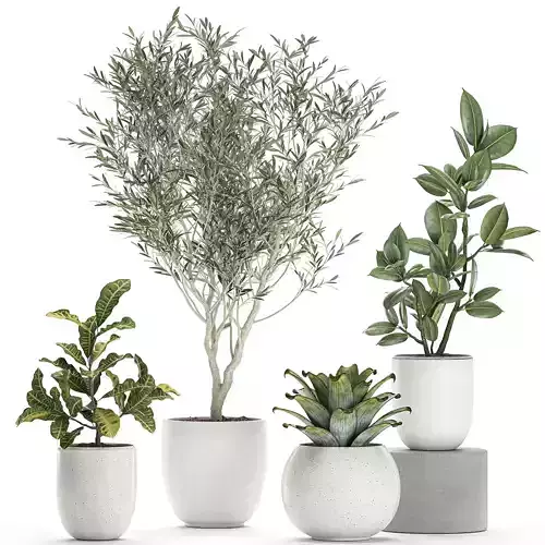 Plants in a white pot for the interior 673