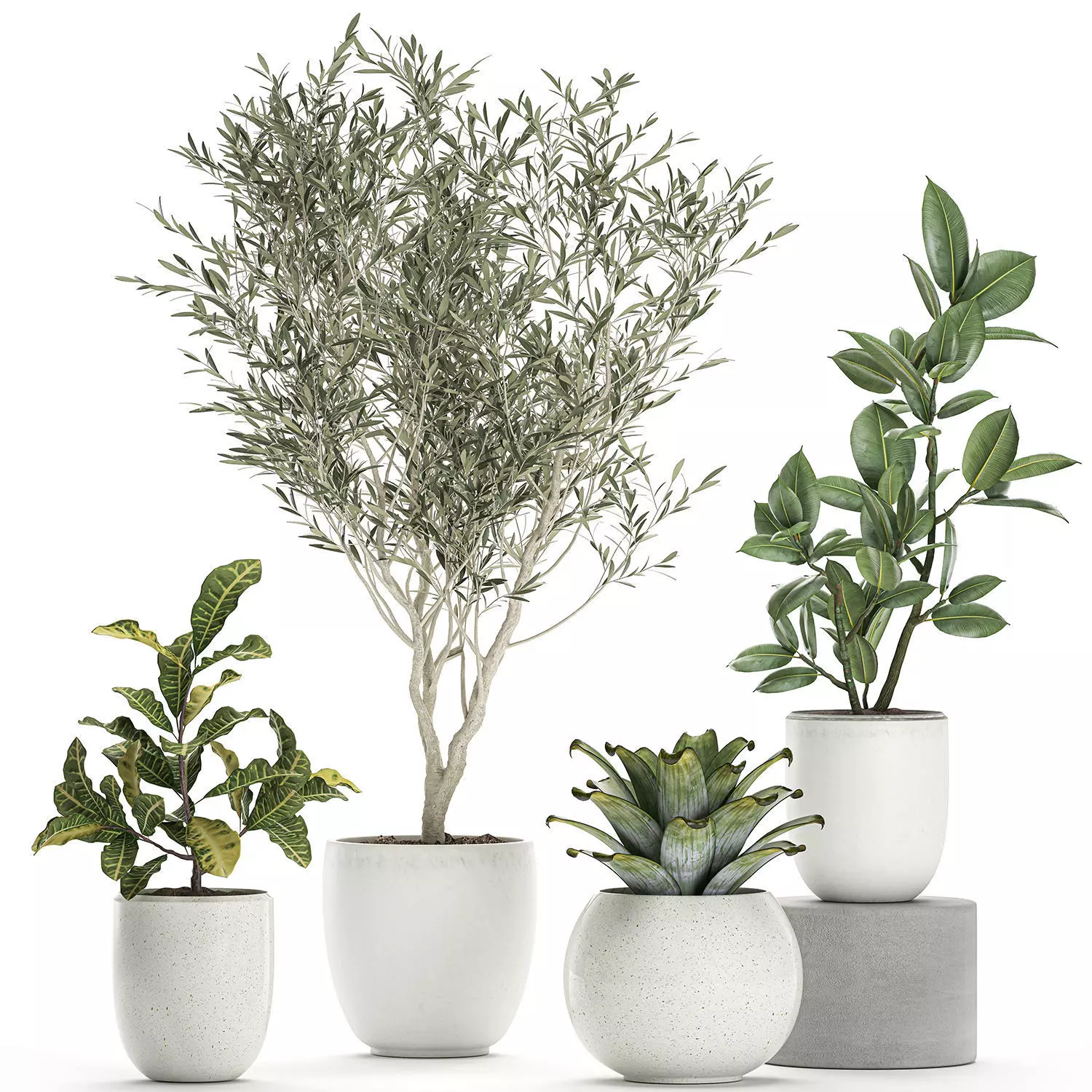 Plants in a white pot for the interior 673 3D model_0