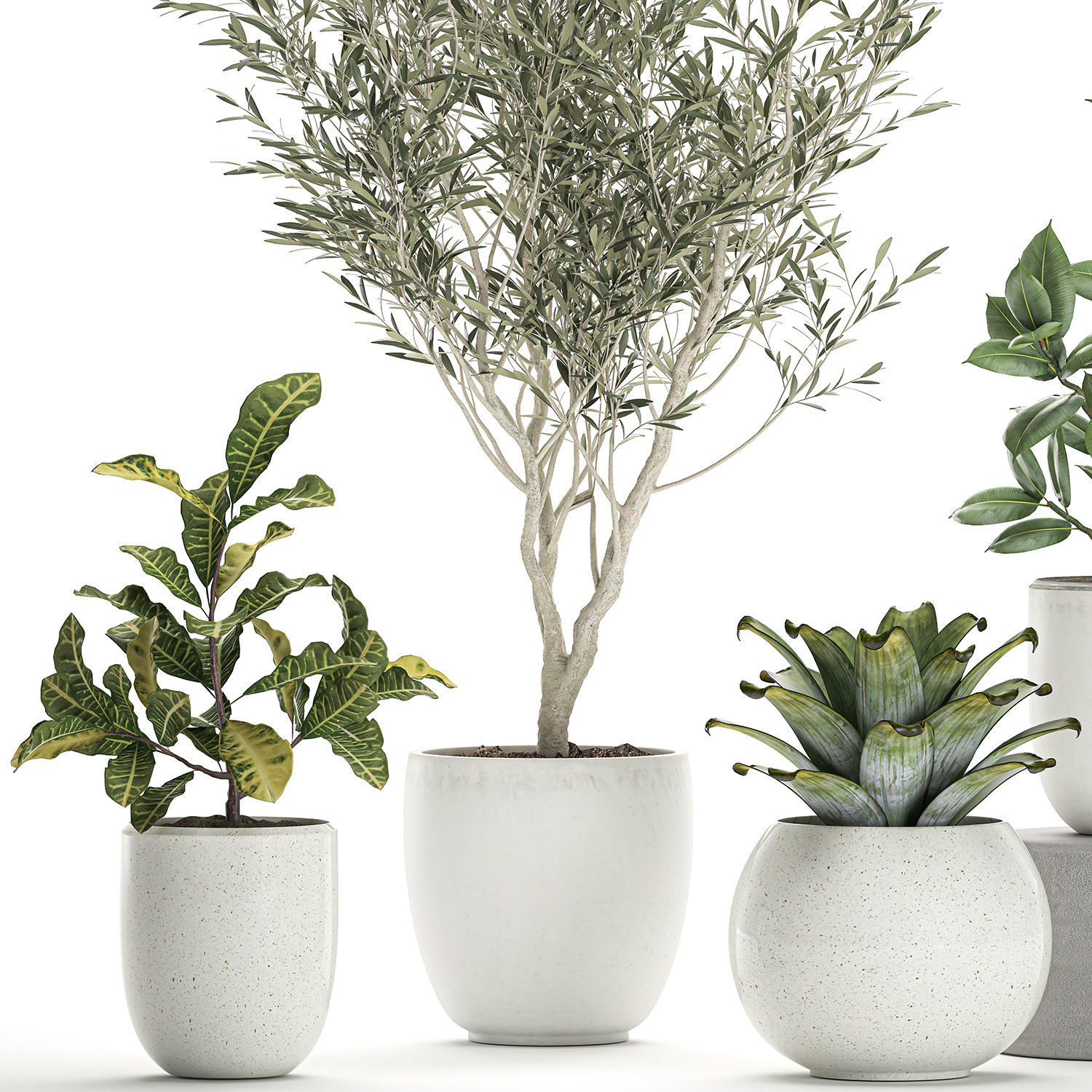 Plants in a white pot for the interior 673 3D model_2