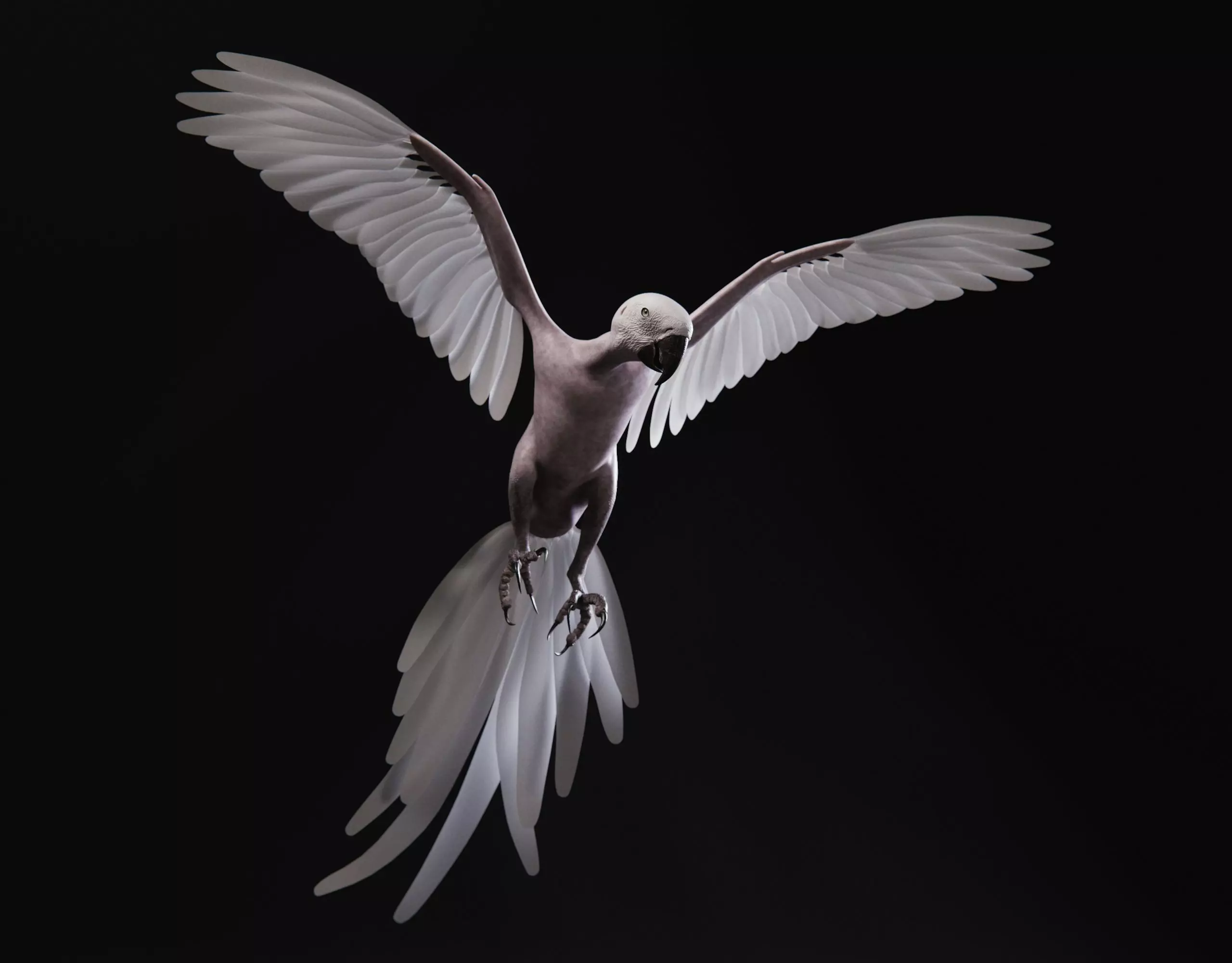 Realistic 3D model of Macaw with texture pack 3D model_0