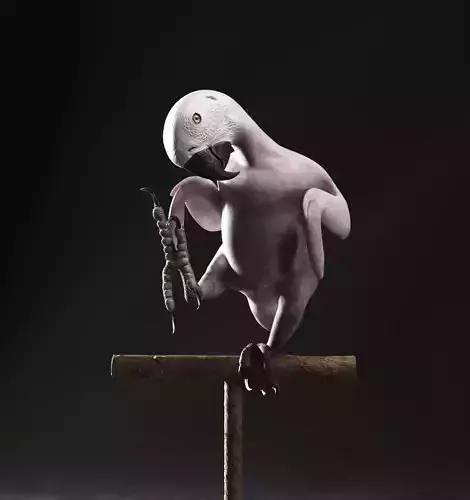 Realistic 3D model of Macaw with RIG and texture pack