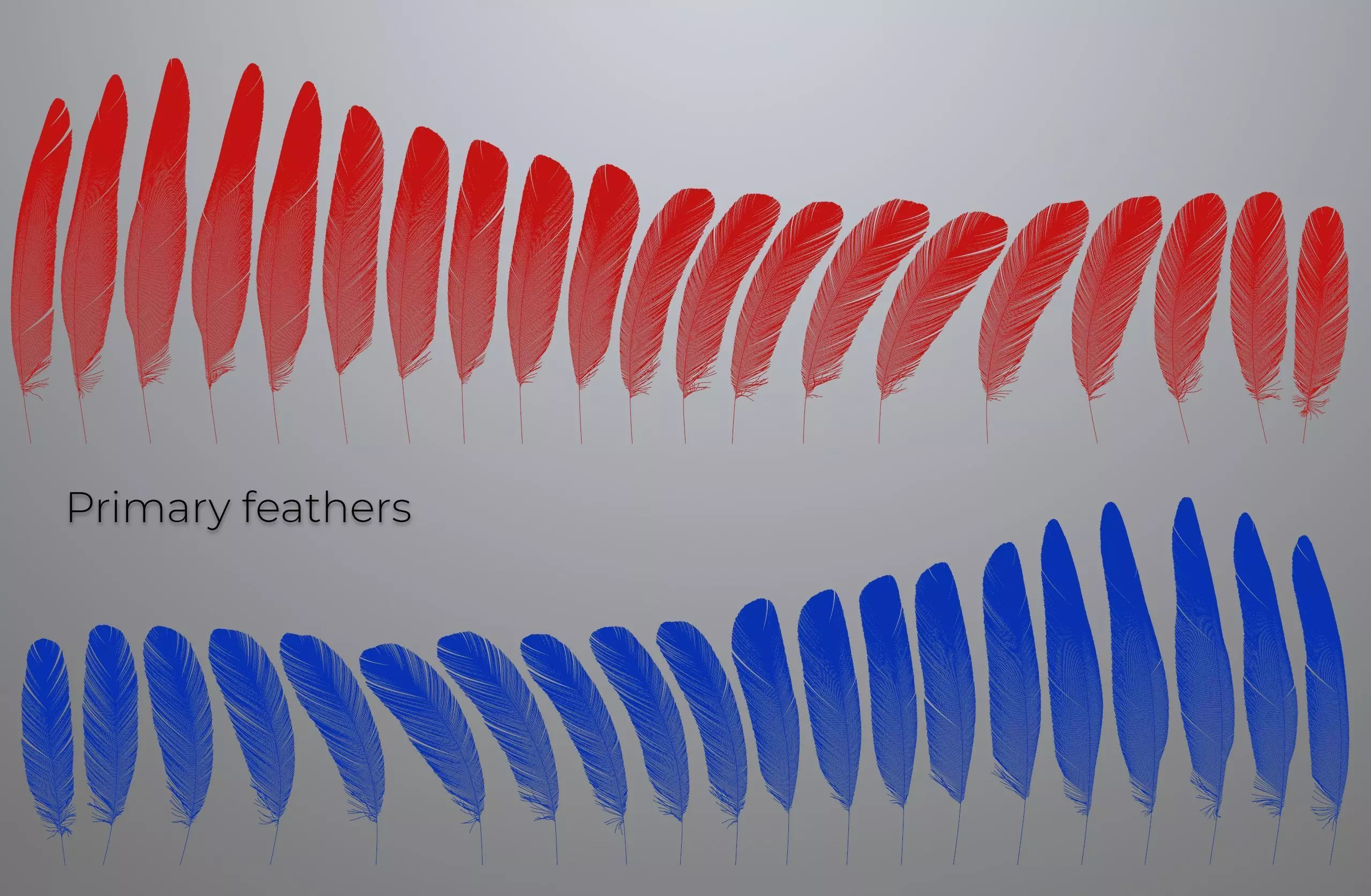 Feathers set for Macaw 3D model_0