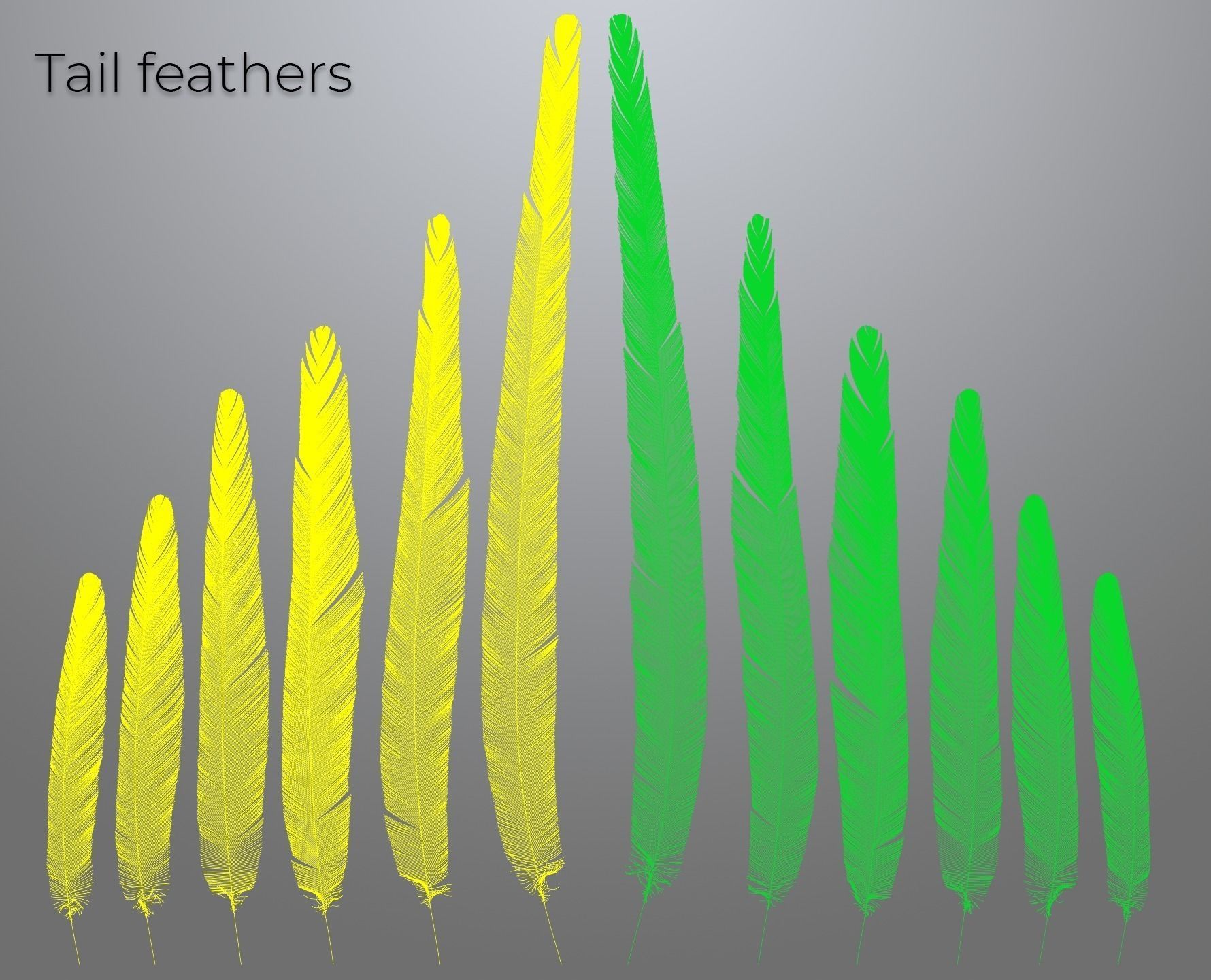 Feathers set for Macaw 3D model_1