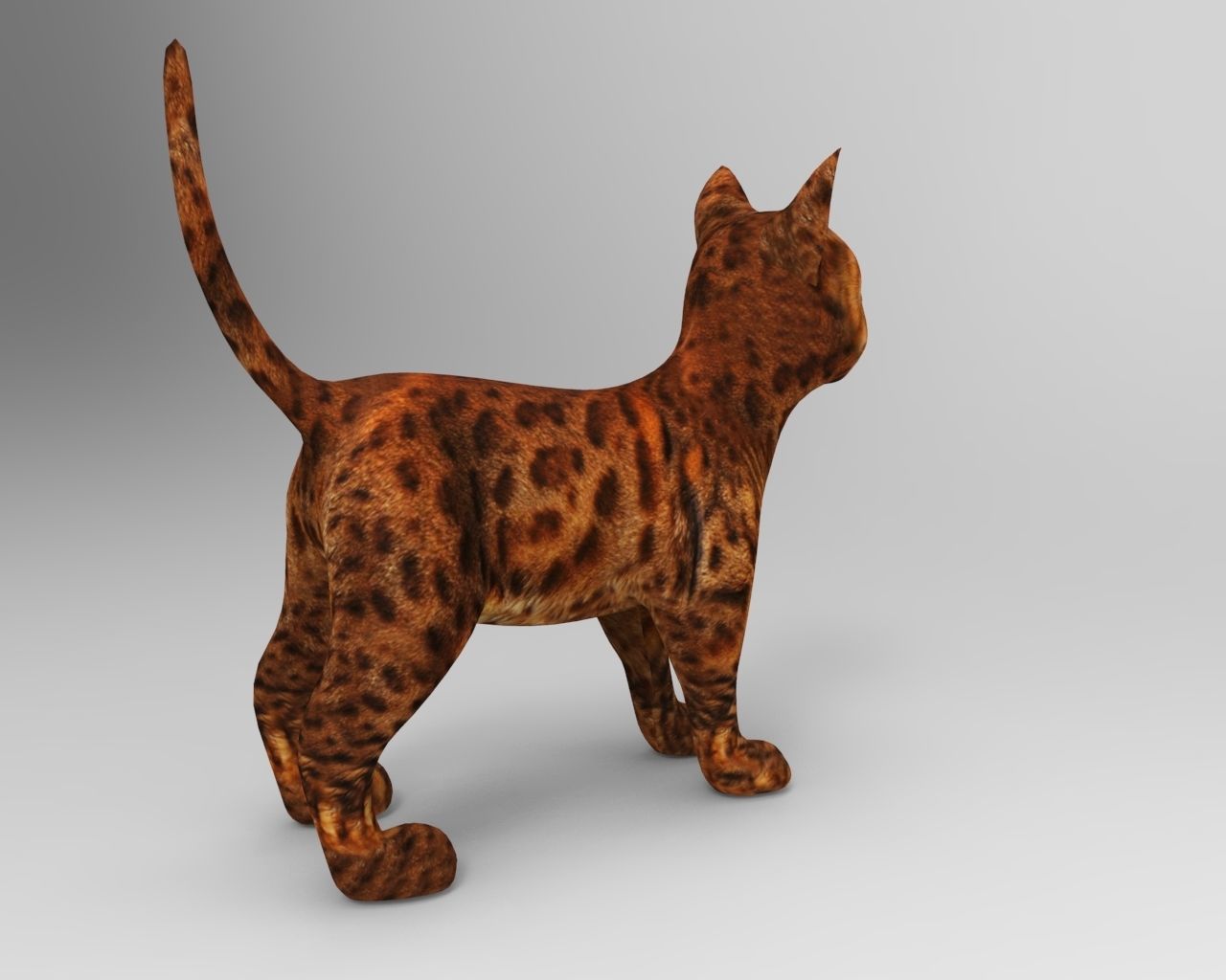 3d Pet Cat low poly Low-poly 3D model_8