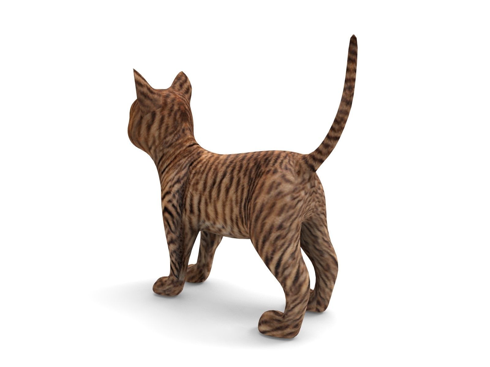cute Cat model 3D pet Low-poly 3D model_6