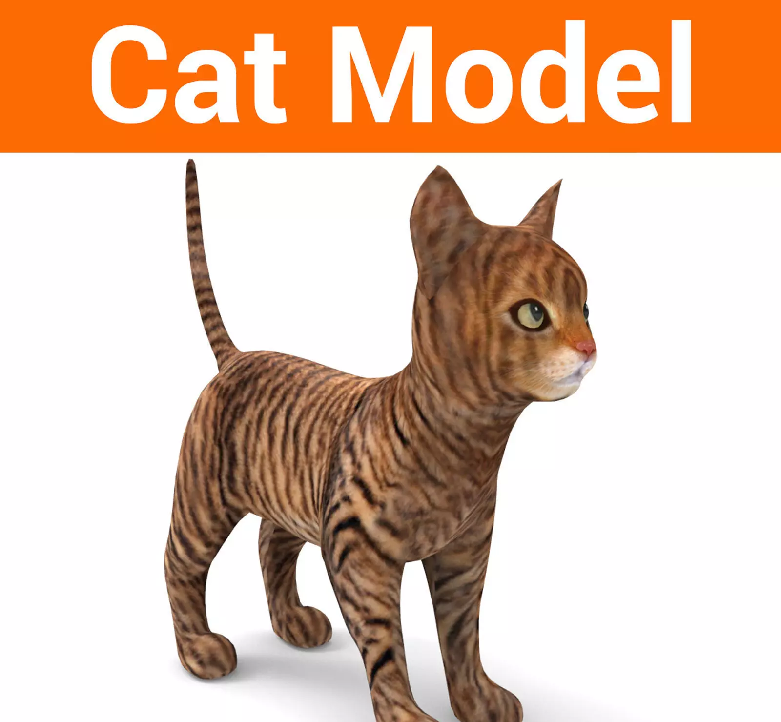 cute Cat model 3D pet Low-poly 3D model_0