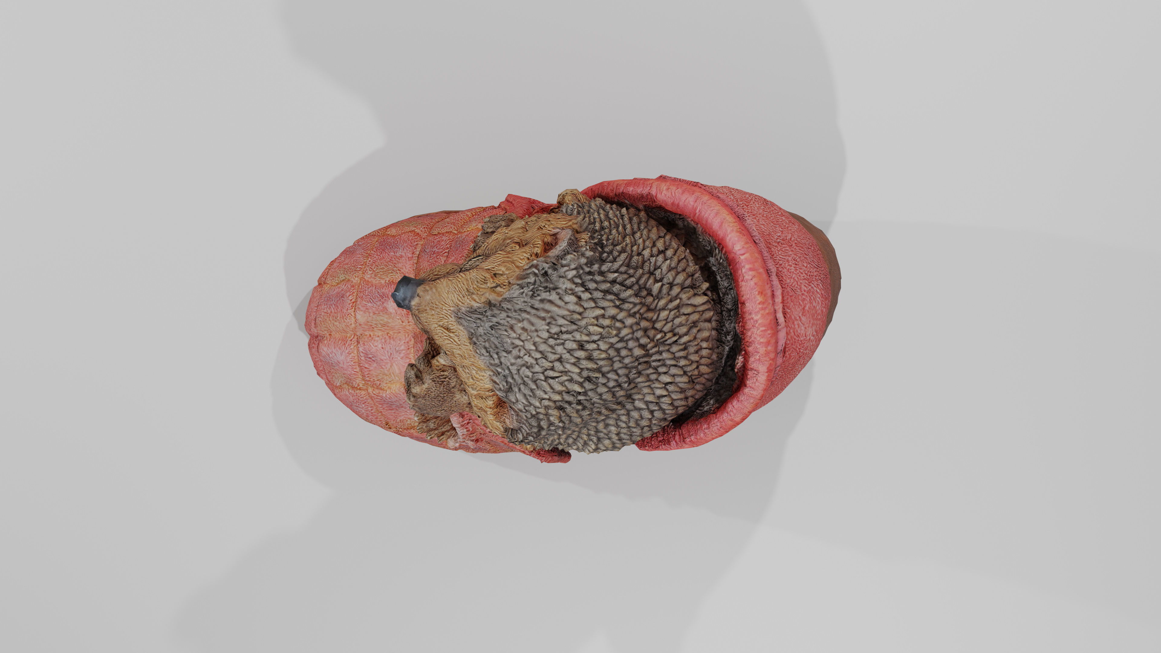 Hedgehog in a Shoe Low-poly 3D model_8