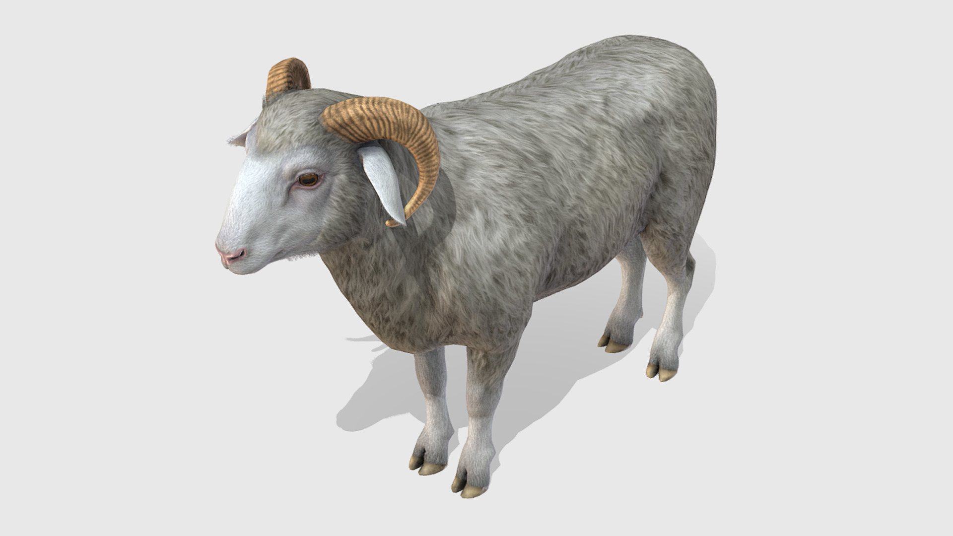 Ram realistic Low-poly 3D model_3