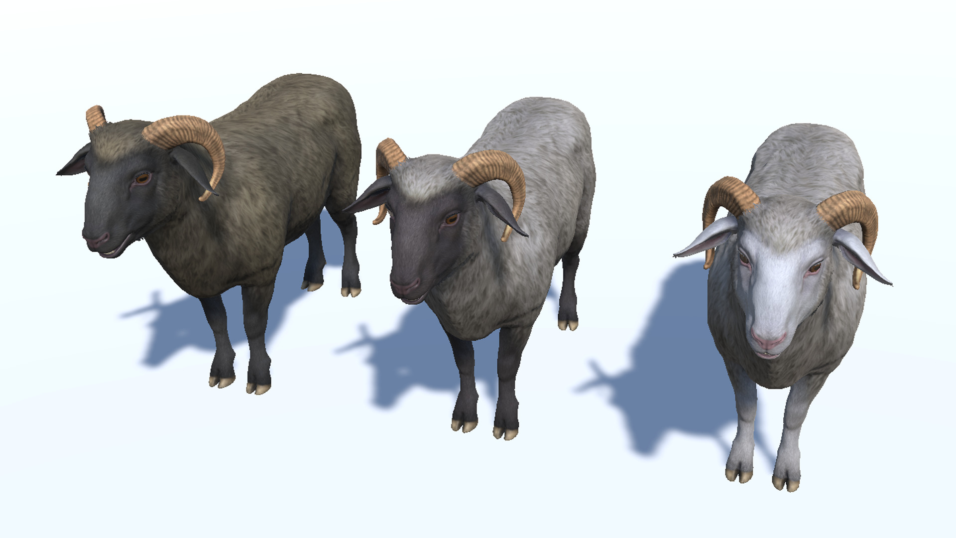 Ram realistic Low-poly 3D model_10