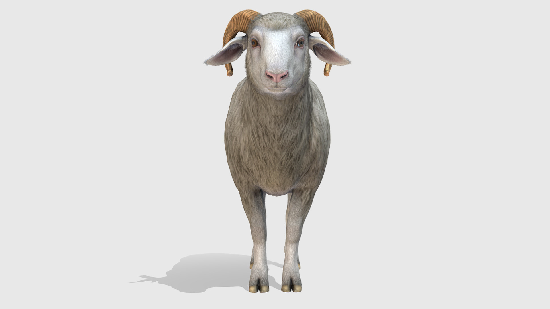 Ram realistic Low-poly 3D model_2