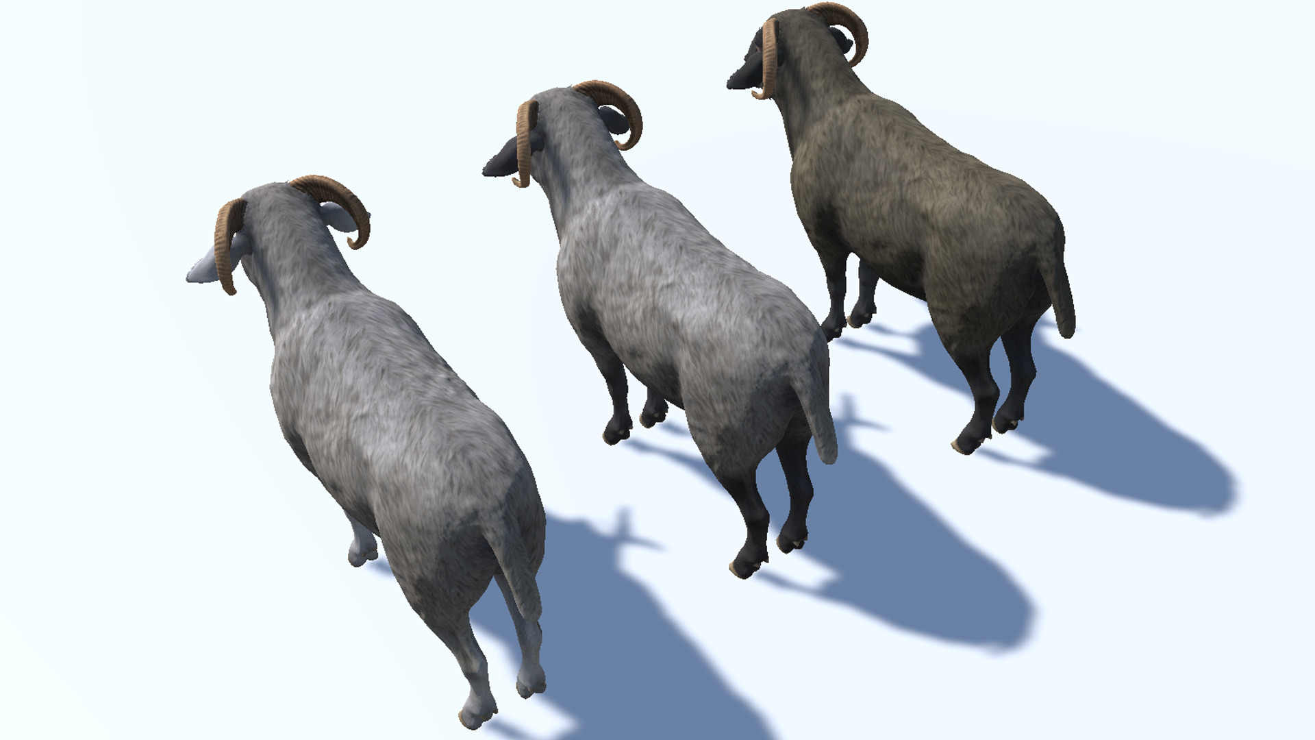 Ram realistic Low-poly 3D model_12