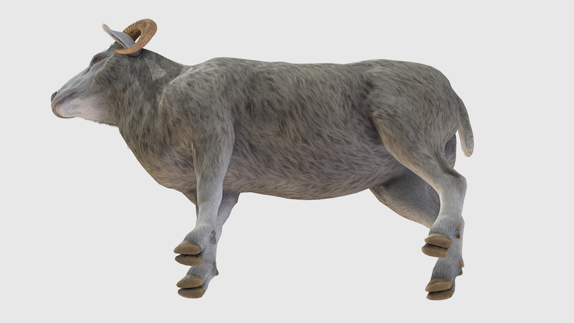 Ram realistic Low-poly 3D model_6