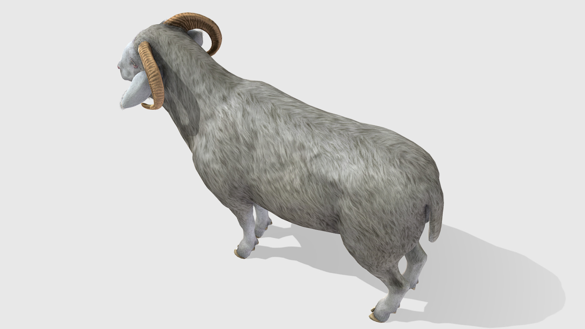 Ram realistic Low-poly 3D model_5