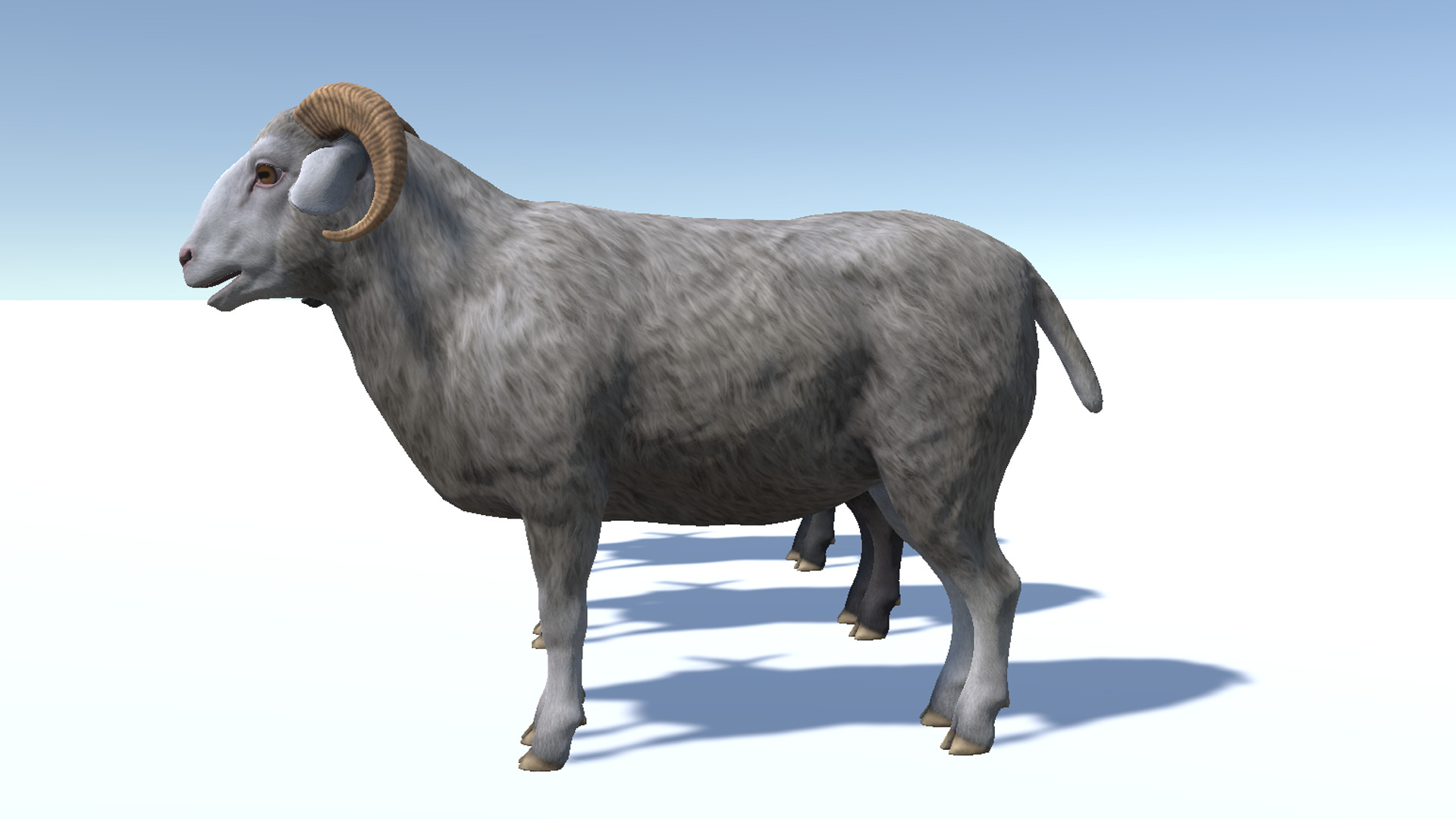 Ram realistic Low-poly 3D model_11