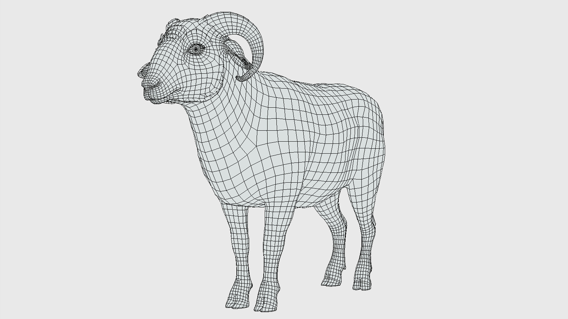 Ram realistic Low-poly 3D model_15