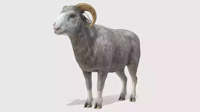 Ram realistic Low-poly 3D model