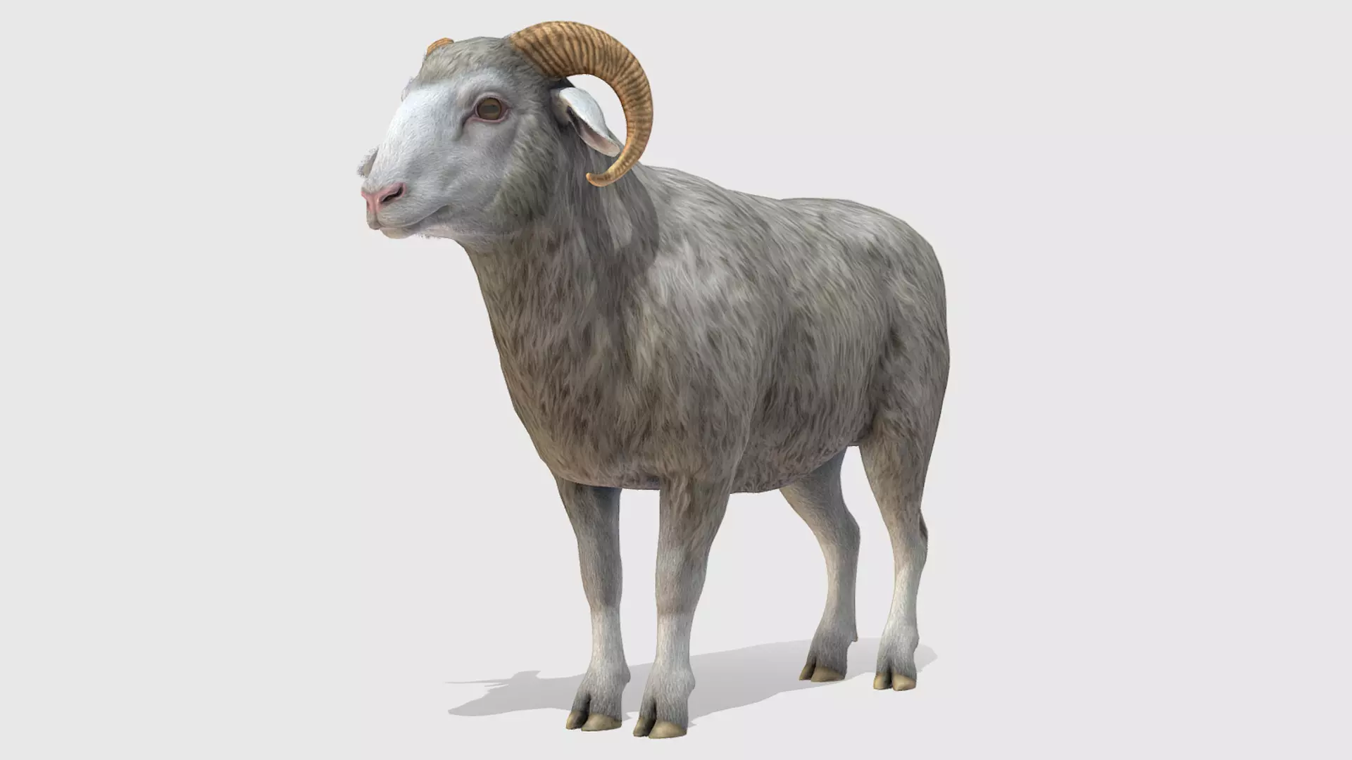 Ram realistic Low-poly 3D model_0