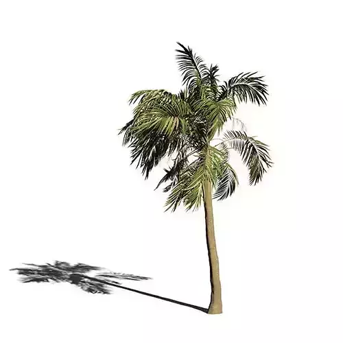 Palm Tree Animation 3D model